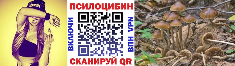 Галлюциногенные грибы Psilocybine cubensis Новосокольники